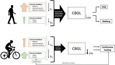 Brain Dynamics Underlying Preserved Cycling Ability in Patients With Parkinson’s Disease and Freezing of Gait